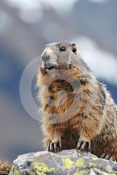 AI generated illustration of an Alpine Marmot (Marmota marmota) among rocky outcrops