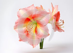 AI-generated illustration of An arrangement of Hippeastrum in a glass vase on a wooden tabletop