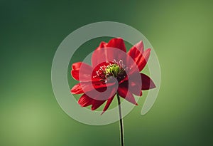 AI generated illustration of a beautiful, vibrant red flower against a lush green backdrop