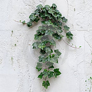 AI generated illustration of a close-up of ivy vines growing on a wall