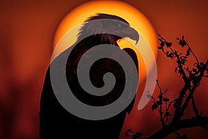 AI generated illustration of an eagle perched on a leafy tree branch