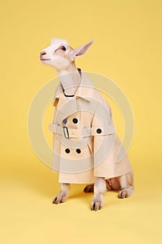 AI generated illustration of a goat wearing a trencher standing on a bright yellow background