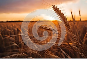 AI generated illustration of a golden wheat field illuminated by a stunning sunset,