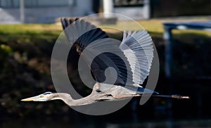 AI generated illustration of a Great Blue Heron in flight on a sunny day