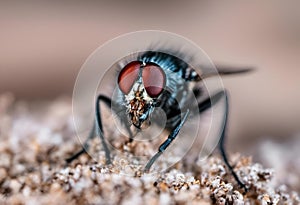 AI generated illustration of a macro of a black fly resting on a sandy surface