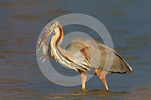 AI generated illustration of A majestic great blue heron stands atop a body of water