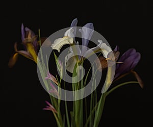 AI generated illustration of oil painting of iris flowers on the black background