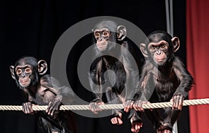 AI generated illustration of three chimpanzees perch on a rope against a curtain background