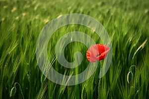 AI generated illustration of a vibrant red poppy on a luscious green field