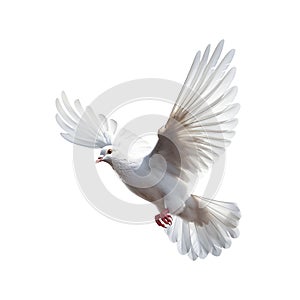 AI generated illustration of a white dove in mid-flight against a white backdrop