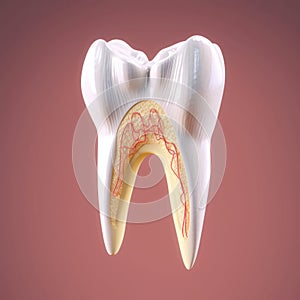 AI generated illustration of a white tooth with internal structure exposed and visible