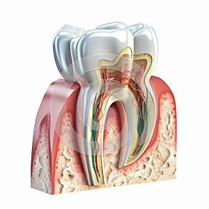 AI generated illustration of a white tooth with internal structure exposed and visible