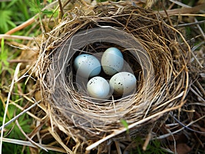 Ai Generated illustration Wildlife Concept of Blackbirds nest