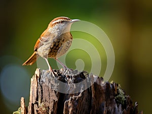 Ai Generated illustration Wildlife Concept of Carolina Wren (Thryothorus ludovicianus)