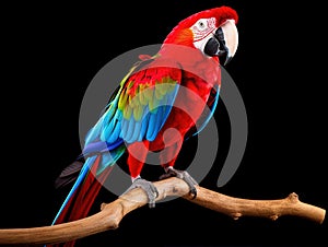 Ai Generated illustration Wildlife Concept of Colorful red parrot macaw