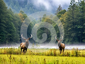 Ai Generated illustration Wildlife Concept of Elk Wildlife Photography in Great Smoky Mountains