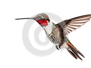 Ai Generated illustration Wildlife Concept of Isolated Ruby-throated Hummingbird