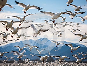 Ai Generated illustration Wildlife Concept of Migrating Snow Geese in flight