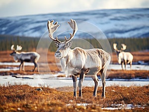 Ai Generated illustration Wildlife Concept of Reindeer grazes in the polar tundra.