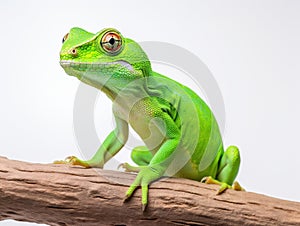 Ai Generated illustration Wildlife Concept of Tree frog