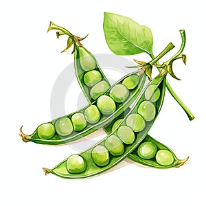 beautiful Peas watercolor Vegetable clipart illustration photo