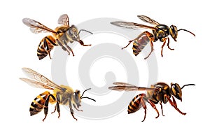 AI generated image of bee hornet wasp bumblebee