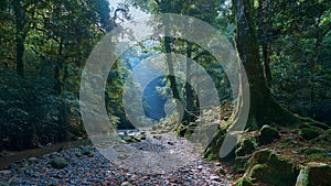 Spooky halloween forest in the morning light AI Generated Image