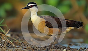 ai generated image of Hydrophasianus chirurgus, pheasant-tailed jacana (Hydrophasianus)(Jacanidae)