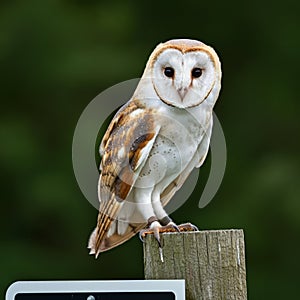 AI-Generated Image of a Majestic Owl Perched on a Tree Branch