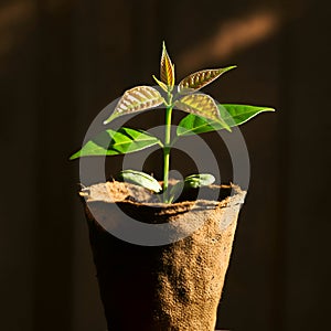 AI Generated Image of a Small Plant with New Leaves in a Burlap Pot photo