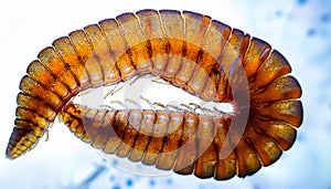 Worm under a microscope, phylum Annelida isolated on black background.