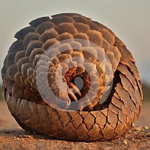 AI generated Indian Pangolin safe and comfortable in her spiralled mode