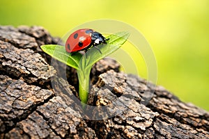 Red Ladybug Resting On Fresh Green Sprout Emerging From Tree Bark