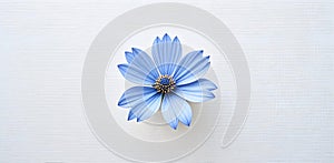 Elegant Blue Flower Centered On Clean Minimal Background Creating A Calm Modern Aesthetic Scene