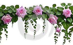 Ai generated pink roses hanging on a green ivy isolated on a white background