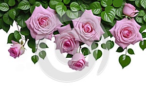 Ai generated pink roses hanging on a green ivy isolated on white