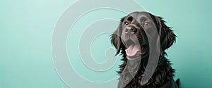 AI-generated portrait of happy black Labrador retriever dog with tongue out and shiny coat on mint background for pet-themed desig photo