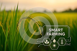 AI generated realistic image of a rice field with digital HUD overlay illustrating smart farming technology. Warm lighting photo