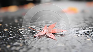 A red maple leaf rests on a wet, reflective asphalt surface