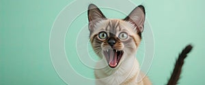 AI-generated siamese cat meowing with big round green eyes and expressive face against mint green background for pet lovers photo