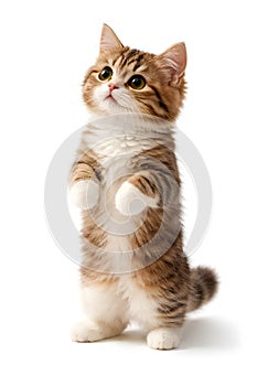 Sweet Fluffy Brown And White Cat Begging Pose Studio Portrait