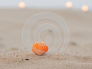 A tight shot of a tiny orange seashell on a gritty sand background with indistinctive lights in the distance.