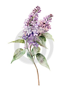 Ai Generated Watercolor Lilacs Branch in Pastel Colors Isolated On White Background