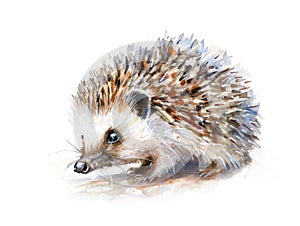 Ai Generated Watercolor Portrait Of Cute Childish Hedgehog in Pastel Colors Isolated On White Background