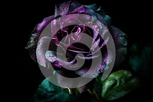 Ai Generative Beautiful dark purple rose with water drops on petals on black background