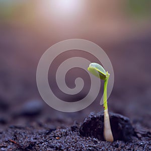 AI Generative Development of seedling growth Planting seedlings young plant in the morning light on nature background