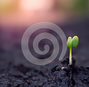 AI Generative Development of seedling growth Planting seedlings young plant in the morning light on nature background