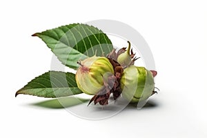 Ai Generative Jujube fruits with leaves on a white background, isolated