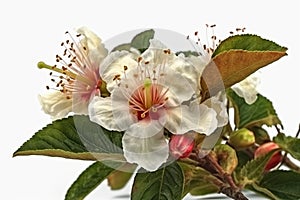 Ai Generative Jujube fruits with leaves on a white background, isolated