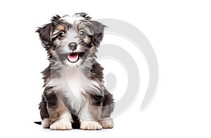 AI generative. Reddish havanese puppy dog on white